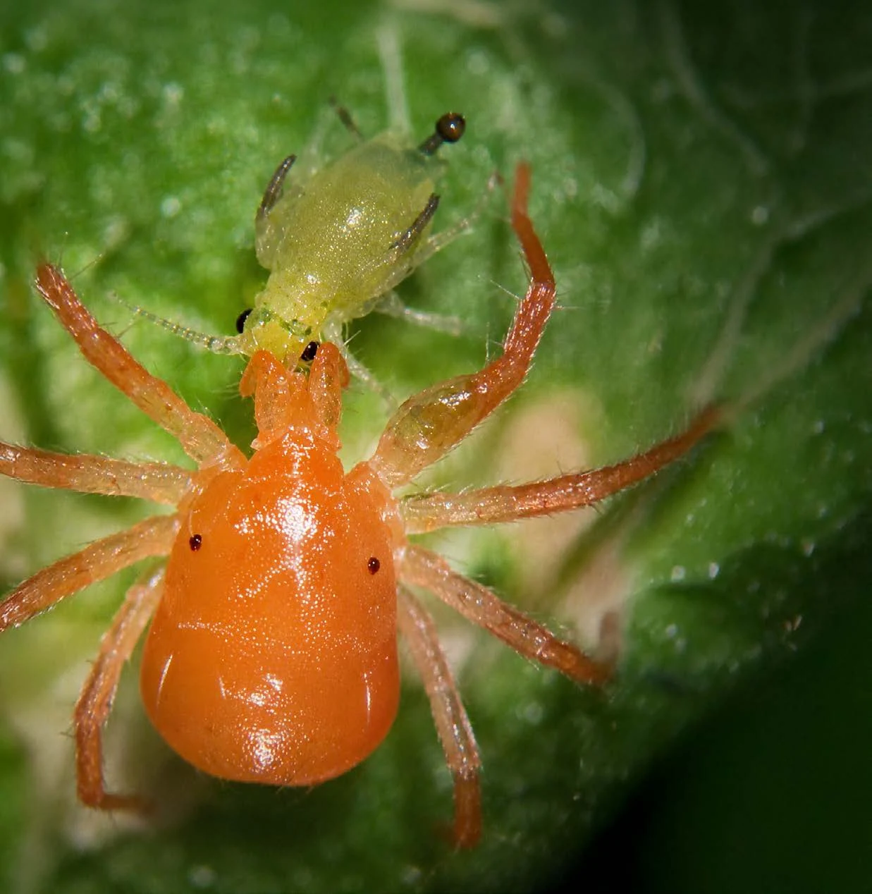 Orange Anystis predatory mite on a green leaf