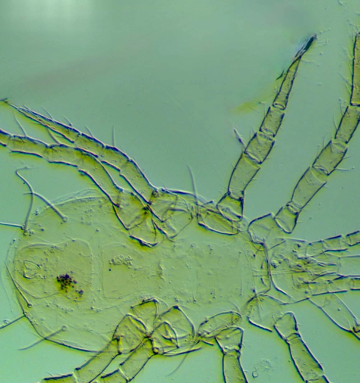 Microscopic identification context from the Anatis catalogue