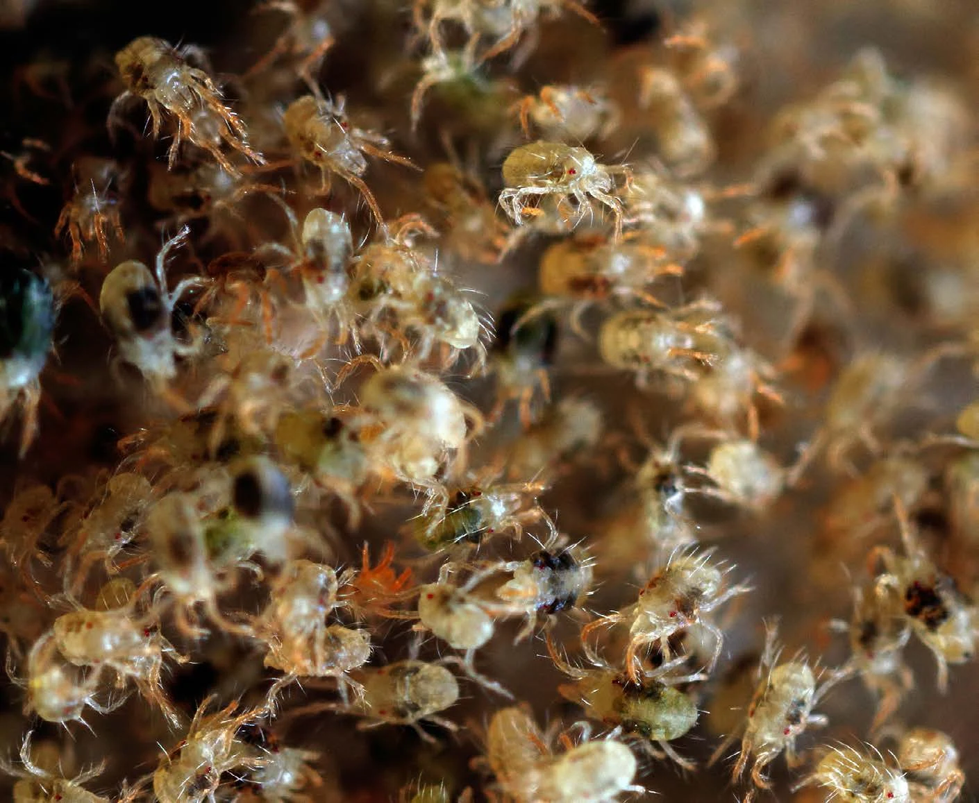 Crop context for Feltiella acarisuga