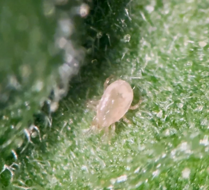 Amblyseius andersoni