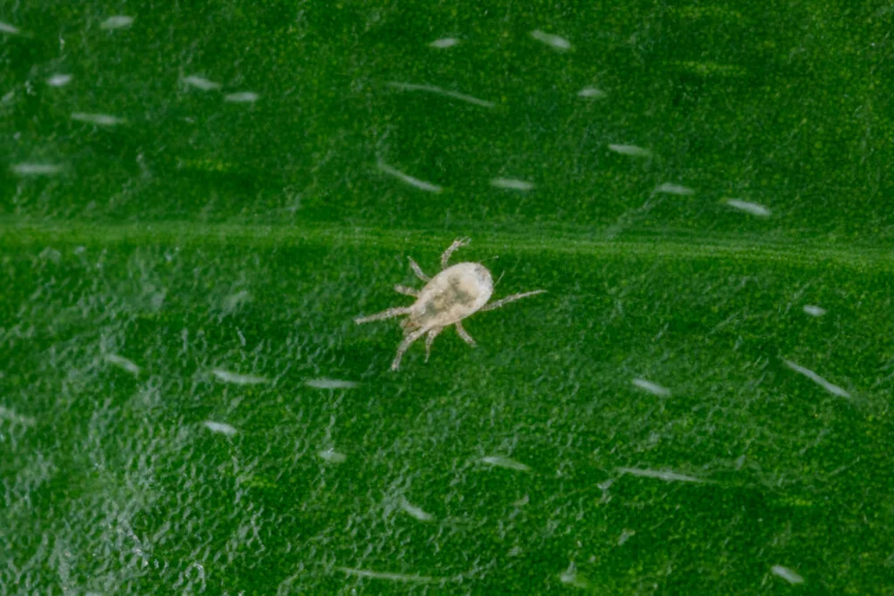 Amblyseius swirskii