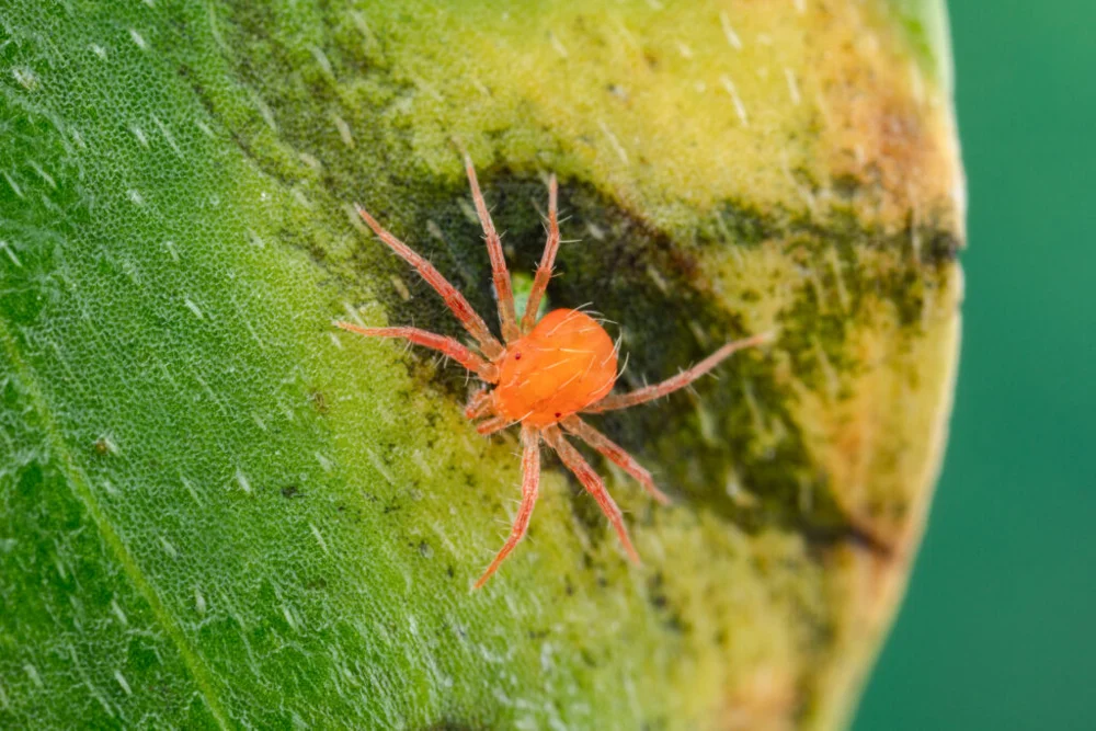 Anystis baccarum