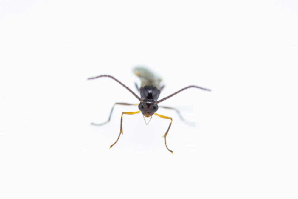 Aphidius colemani & ervi