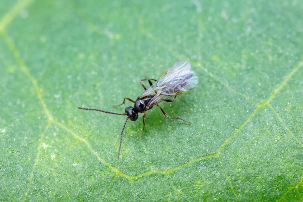 Aphidius colemani