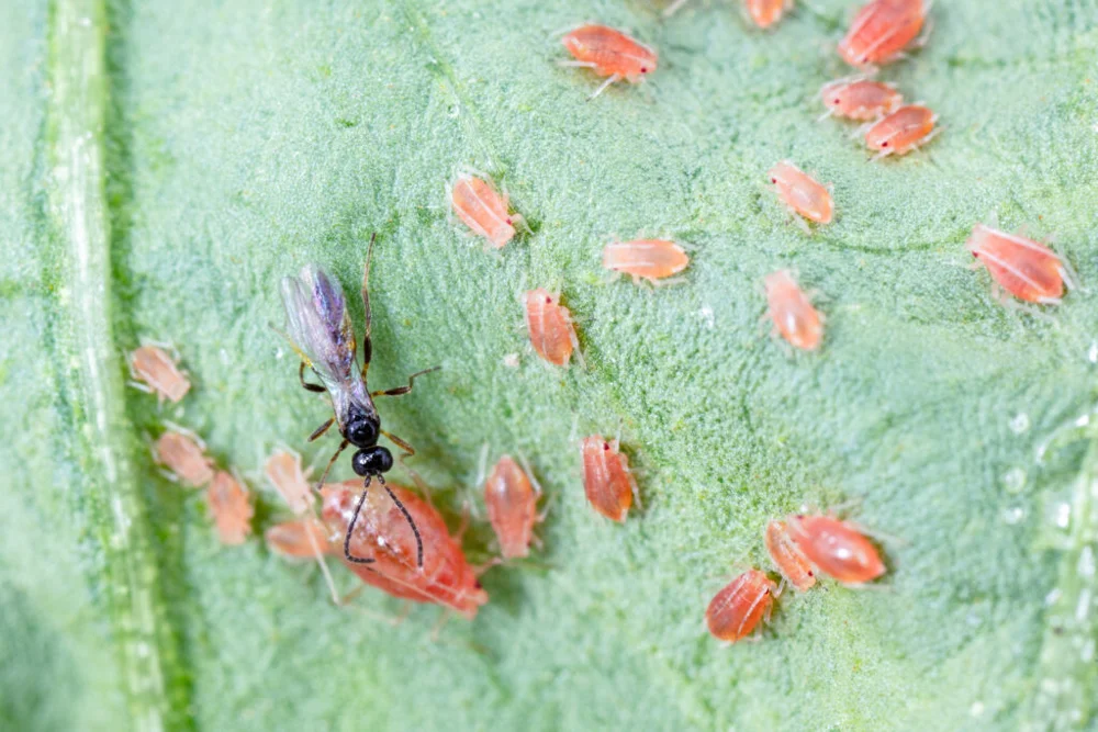 Aphidius matricariae