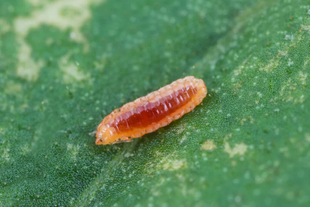 Aphidoletes aphidimyza