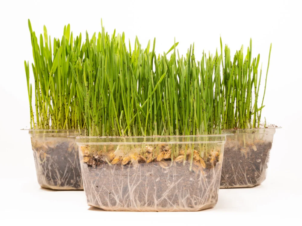 Banker plants