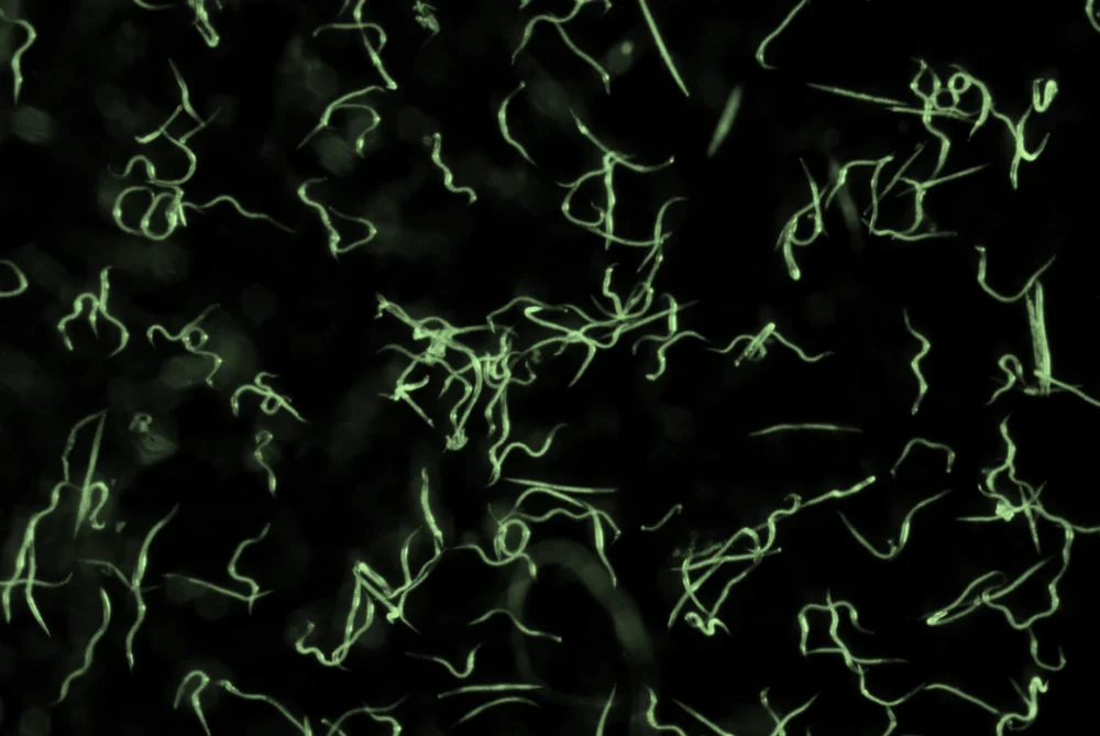 BioSf