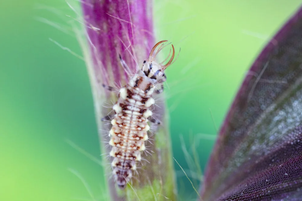 Chrysoperla carnea