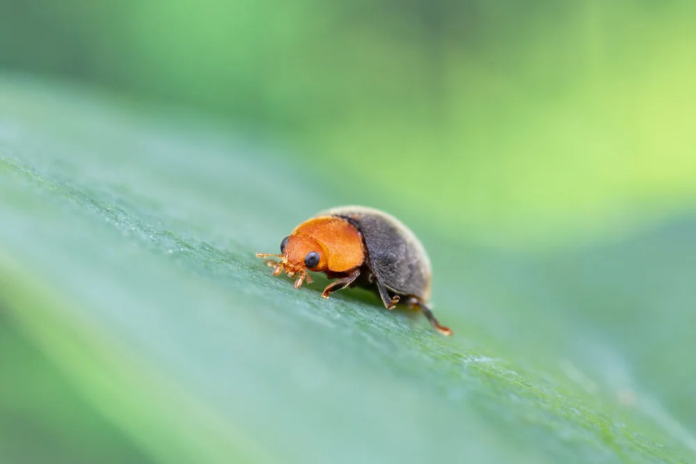 Cryptolaemus montrouzieri