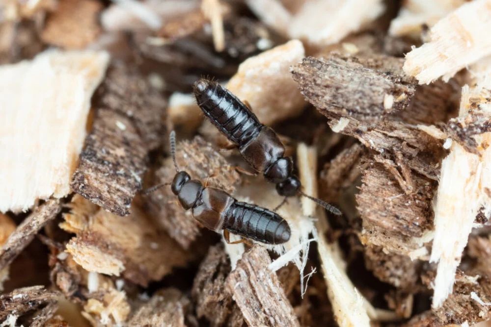 Dalotia coriaria
