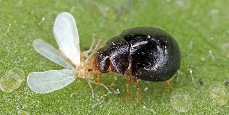 Delphastus catalinae