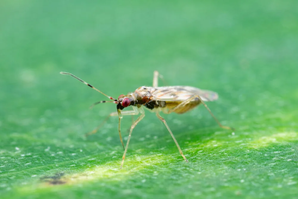 Dicyphus hesperus