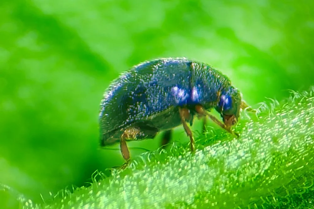 Didion longulum