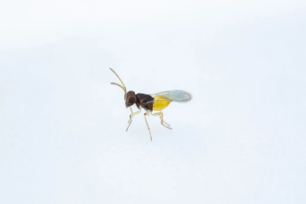 Encarsia & Eretmocerus