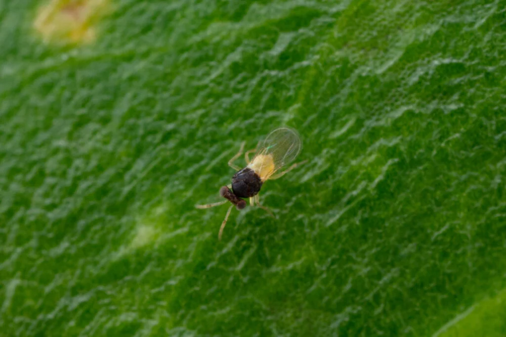 Encarsia formosa