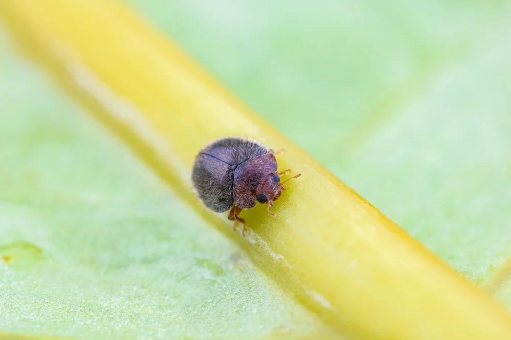 Lindorus lophanthae