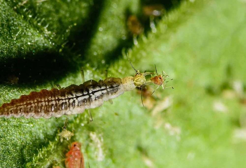 Micromus variegatus
