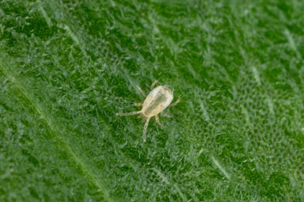 Neoseiulus californicus
