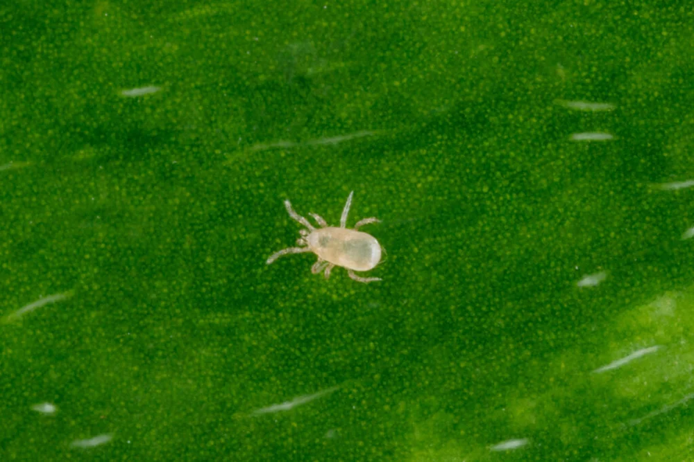 Neoseiulus cucumeris