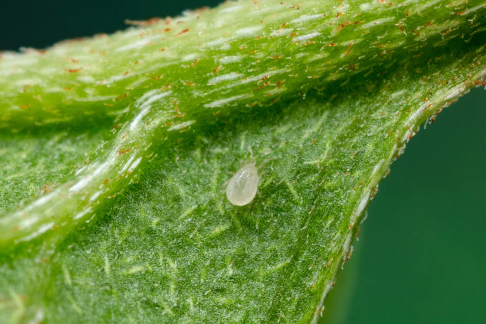 Neoseiulus fallacis