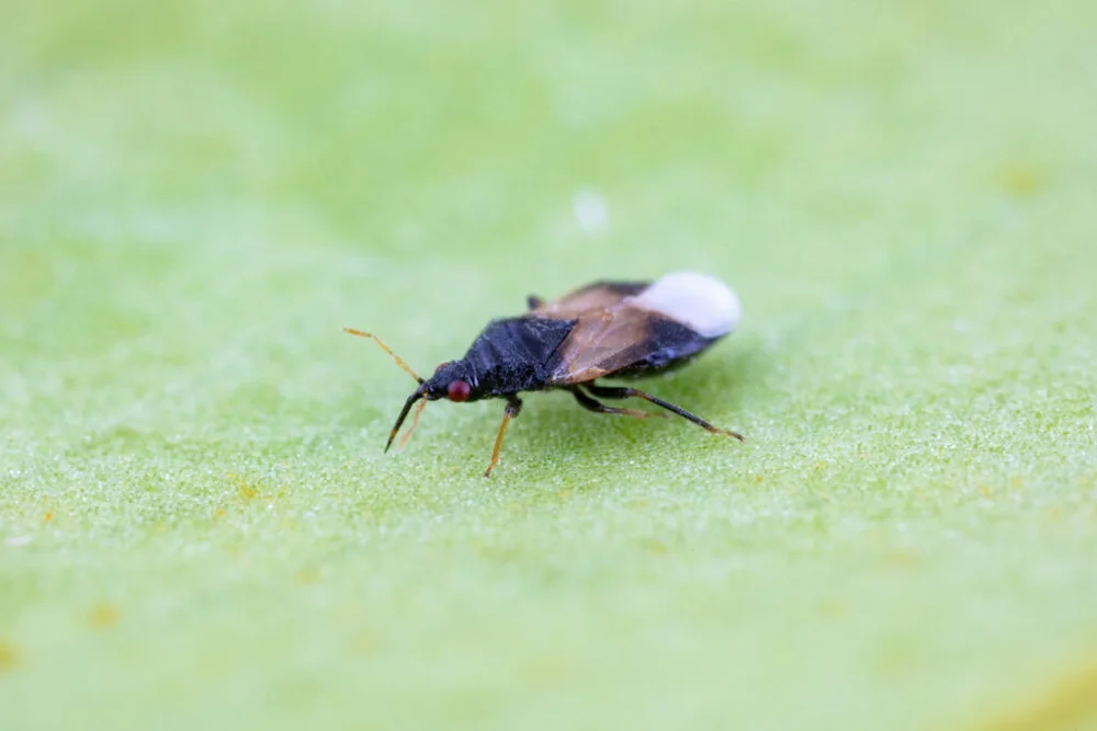 Orius insidiosus