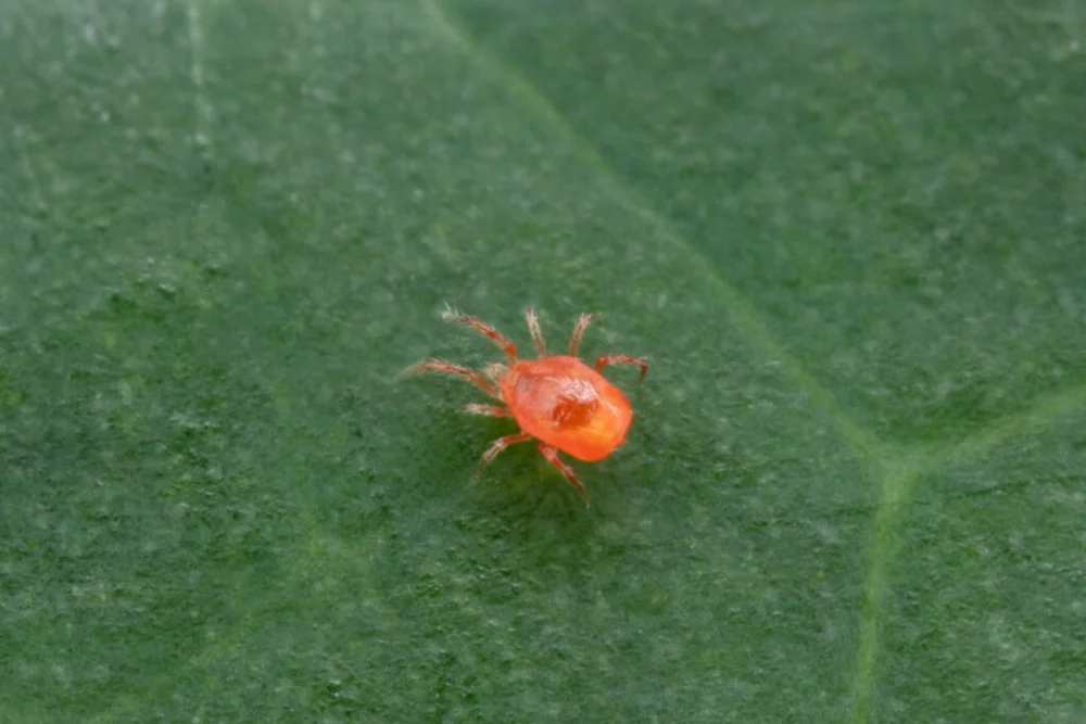 Phytoseiulus persimilis