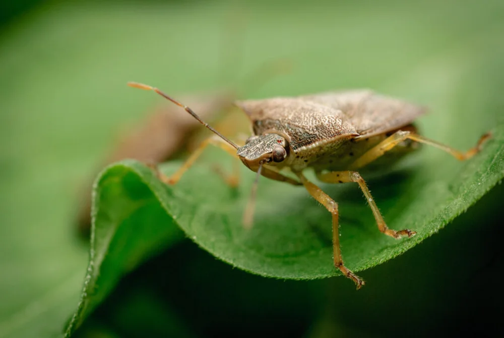 Podisus maculiventris