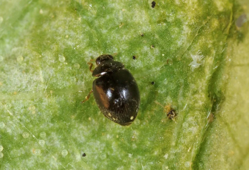 Stethorus punctillum